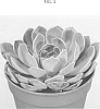 Echeveria%20hybrid%20%27TSAECH1704%27