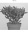 Crassula%20ovata%20%27OVCRTR%27