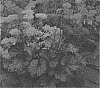 Heuchera%20hybrid%20%27TNHEUNEP%27