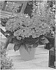 Hydrangea%20plant%20named%20%27JON02%27