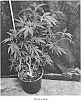 Cannabis%20plant%20named%20%27GUAVA%20JAM%27