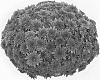 Chrysanthemum%20plant%20named%20%27dommagpi%27