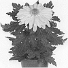 Chrysanthemum%20plant%20named%20%27DOMLICOBLA%27