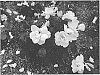 Rosa%20hybrida%20%27RADMONYEL%27
