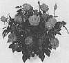 Rosa%20hybrida%20%27KORpot084%27
