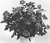 Rosa%20hybrida%20%27KORpot083%27