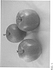 Malus%20domestica%20Mill.%20%27ZOUK%20G1%27