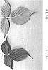 Rubus%20idaeus%20L.%20%27DrisRaspTwelve%27