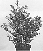 Ilex%20x%20meserveae%20%27Annys%20Dwarf%27
