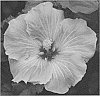 Hibiscus%20rosa-sinensis%20%27JBG%2014002%27