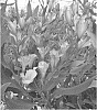 Alstroemeria%20hybrida%20%27Zalsachablu%27