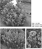 Sedum%20%28Hylotelephium%29%20telephium%20%27TNSEDDM%27
