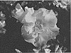 Rosa%20hybrida%20%27SPROLEMANGO%27