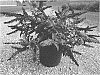 Buddleia%20hybrid%20%27SRPbudsan%27