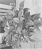 Hydrangea%20aspera%20%27MONPULSEL%27