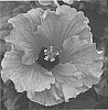 Hibiscus%20rosa-sinensis%20%27JBG%2014006%27