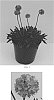 Armeria%20pseudarmeria%20%27Dreamland%27