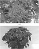 Chrysanthemum%20x%20morifolium%20%27CIFZ0072%27