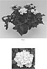 Verbena%20hybrid%20%27Balcadite%27