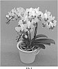 Phalaenopsis%20hybrid%20%27PHALFYTYO%27