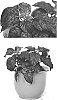 Hypoestes%20phyllostachya%20%27G14157%27