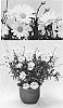 Argyranthemum%20frutescens%20%27G15101%27