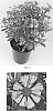 Helenium%20autumnale%20%27Balsaluglo%27