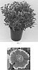 Helenium%20autumnale%20%27Balsaluemb%27