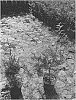 Thuja%20Occidentalis%20Plant%20Named%20Triple%20G%20Tree