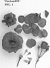 Rosa%20hybrid%20%27Poulcas051%27