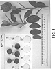 Ericaceae%20Vaccinium%20Hybrid%20%27NS%2014-3%27