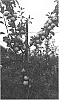 Malus%20domestica%20%27E756-36%27