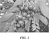 Prunus%20avium%20%27TF%207142%27