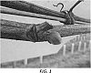 Vitis%20interspecific%20hybrid%20%27Verona%27