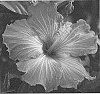 Hibiscus%20rosa-sinensis%20%27JBG%2014015%27