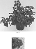 Verbena%20hybrid%20%27Balcadurp%27