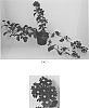 Verbena%20hybrid%20%27Balfireburgim%27