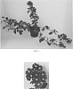 Verbena%20hybrid%20%27Balfireburgim%27