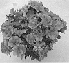 Alstroemeria%20hybrida%20%27Zapritama%27