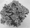 Alstroemeria%20hybrida%20%27Zapritama%27