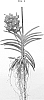 Vanda%20spp.%20Jones%20ex%20R.%20Br.%20%27SPCDW1705%27