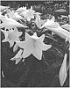 Lilium%20longiflorum%20%27Miracle%27