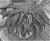 Manfreda%20times%20Agave%2C%20known%20as%20X%20Mangave%20%27Falling%20Waters%27
