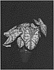 Caladium%20X%20hortulanum%20%27Bottle%20Rocket%27