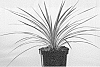 Cordyline%20australis%20%27Tus019%27