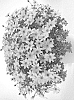 Bidens%20ferulifolia%20%27DBIDMECHAR%27
