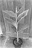 Canna%20x%20generalis%20%27Red%20Tiger%27