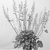 x%20Heucherella%20%27HEUPIRE030%27