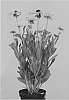 Rudbeckia%20hirta%20%27RUDHT37%27
