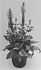 Salvia%20nemorosa%20%27Sky%20Blue%20Marvel%27